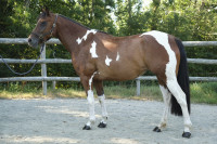 Vente de cheval : Morning Glory